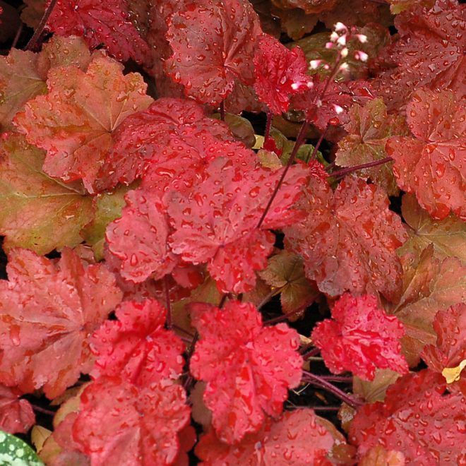 Heuchera_Autumn_Leaves_3b