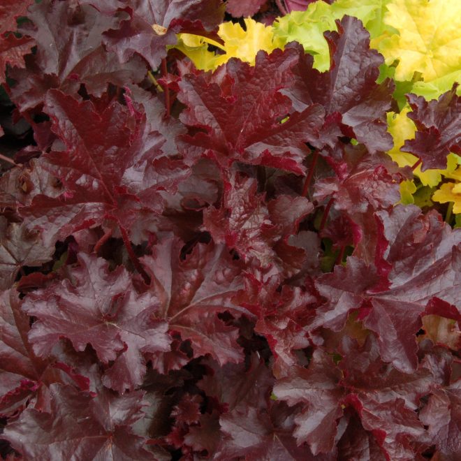 Heuchera_Chocolate_Ruffles_2b