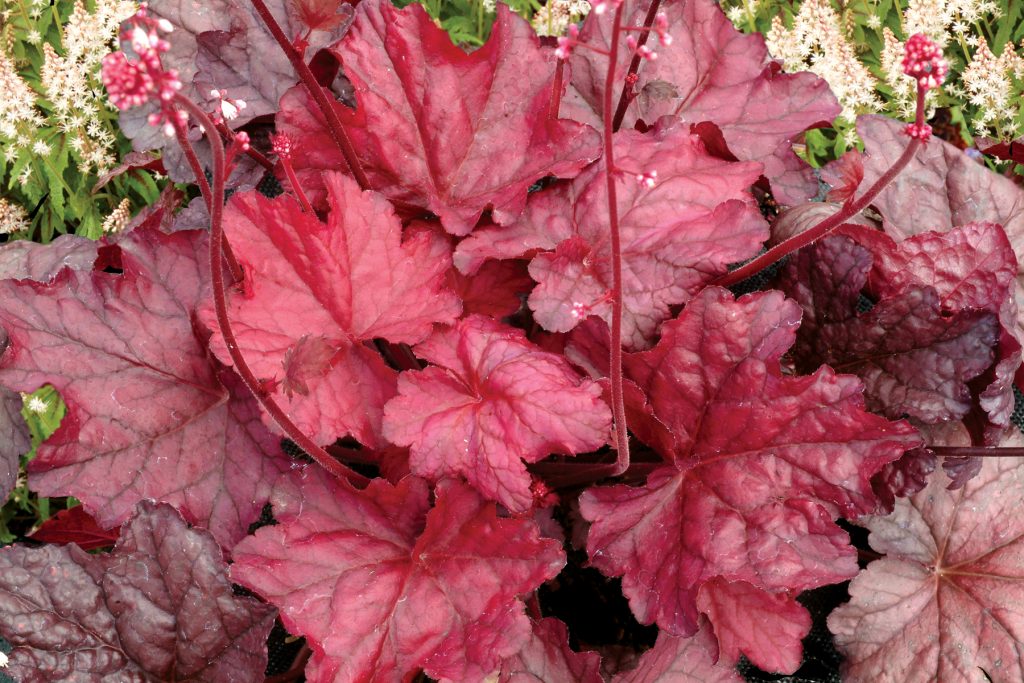 Heuchera_Fire_Chief_1b