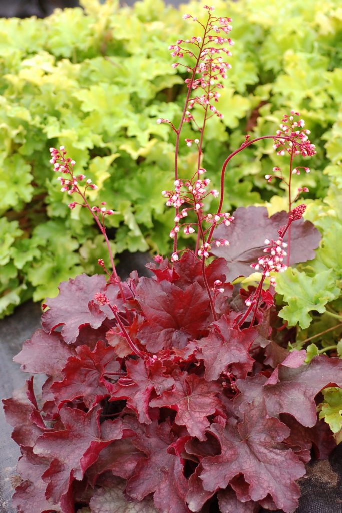 Heuchera_Fire_Chief_2b