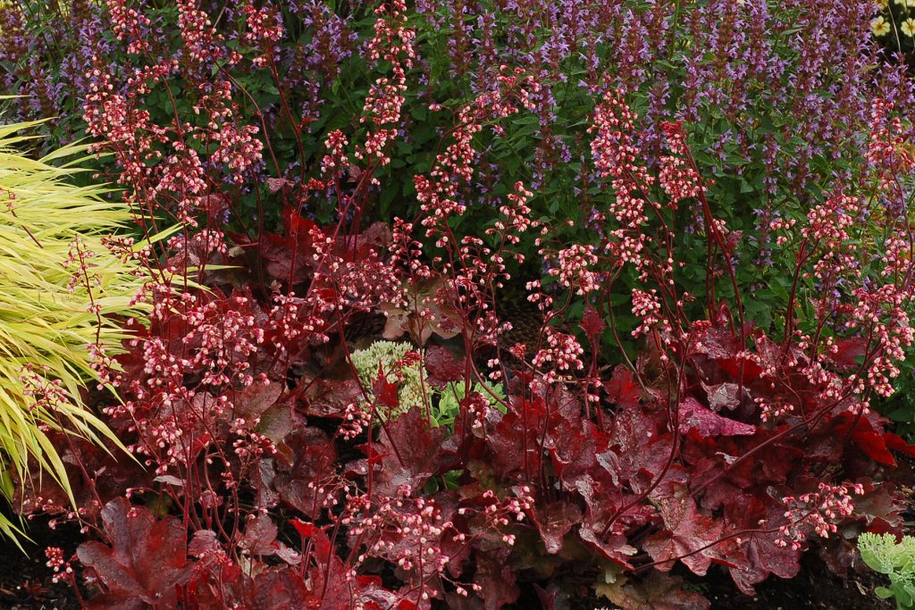 Heuchera_Fire_Chief_3b