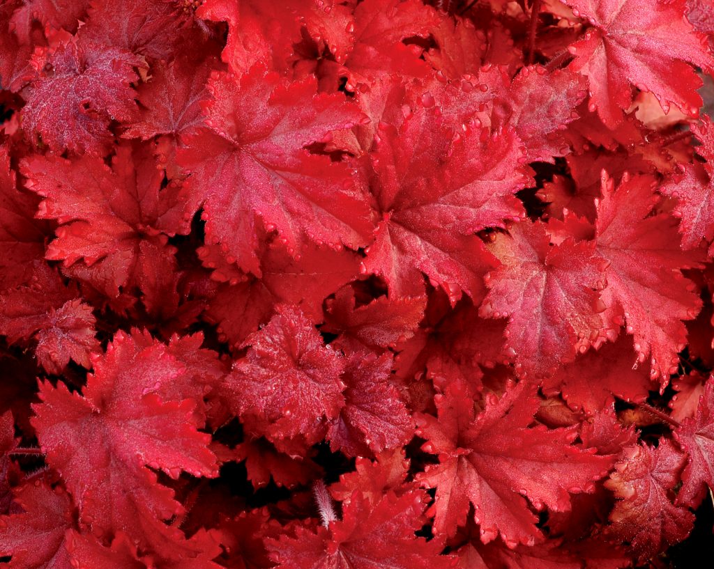 Heuchera_Fire_Chief_4b