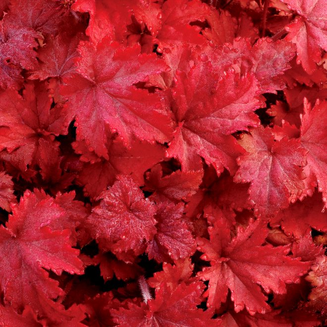 Heuchera_Fire_Chief_4b