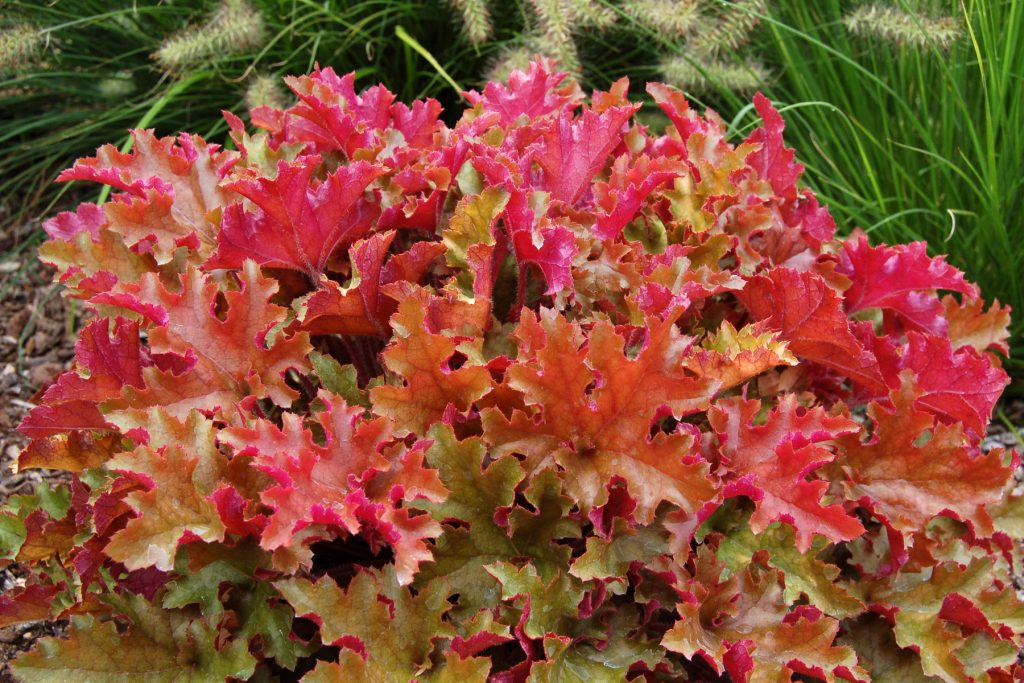 Heuchera_Marmalade_1b