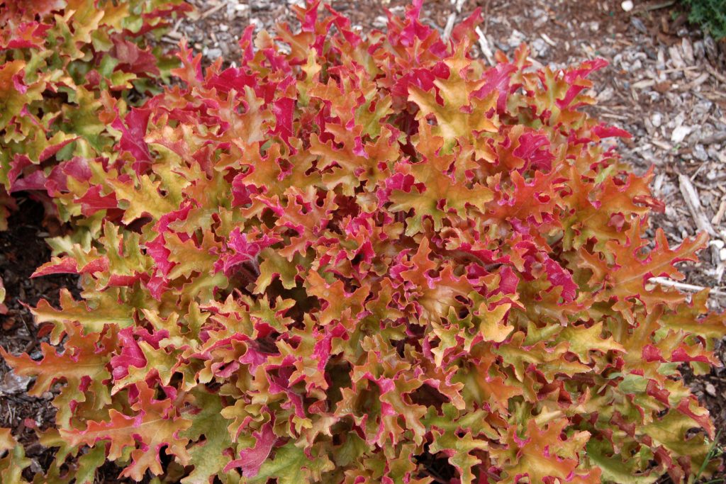 Heuchera_Marmalade_2b