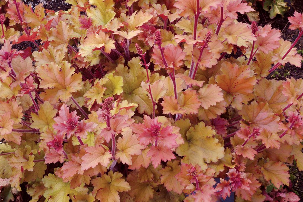 Heuchera_Marmalade_5b