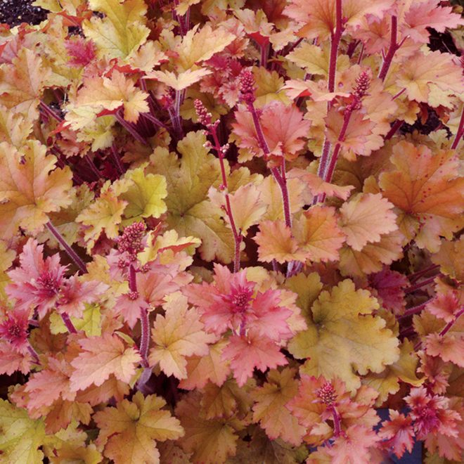 Heuchera_Marmalade_5b Heuchera_Marmalade_5b