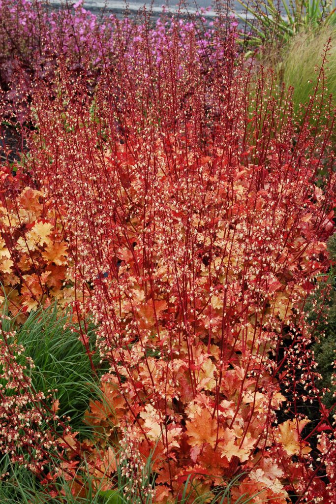 Heuchera_Marmalade_7b