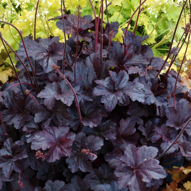 Heuchera_Obsidian_8b Heuchera_Obsidian_8b