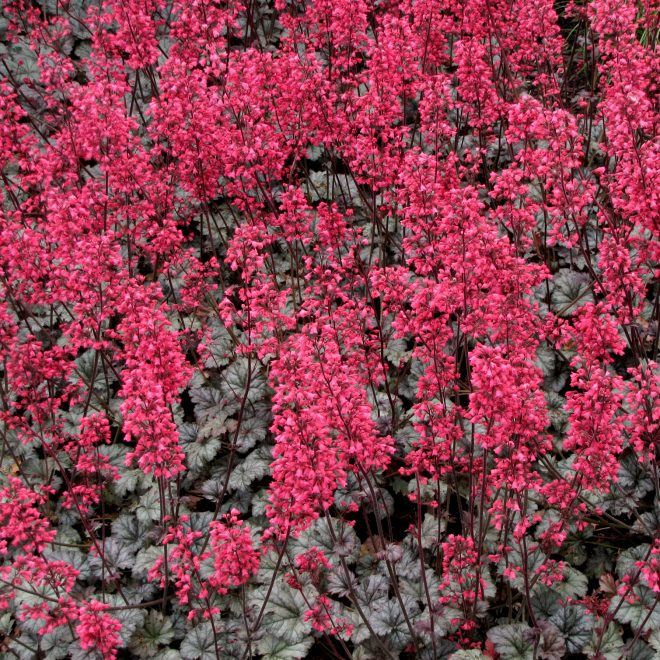 Heuchera_Rave_On_14b Heuchera_Rave_On_14b