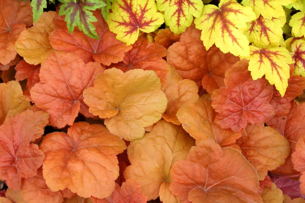 Heuchera_Southern_Comfort_1b