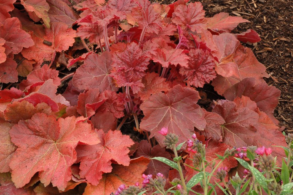 Heuchera_Southern_Comfort_4b