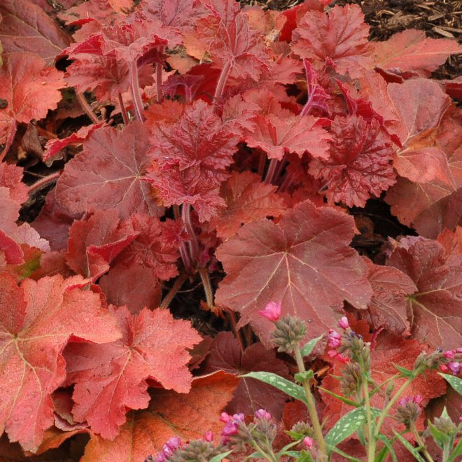 Heuchera_Southern_Comfort_4b