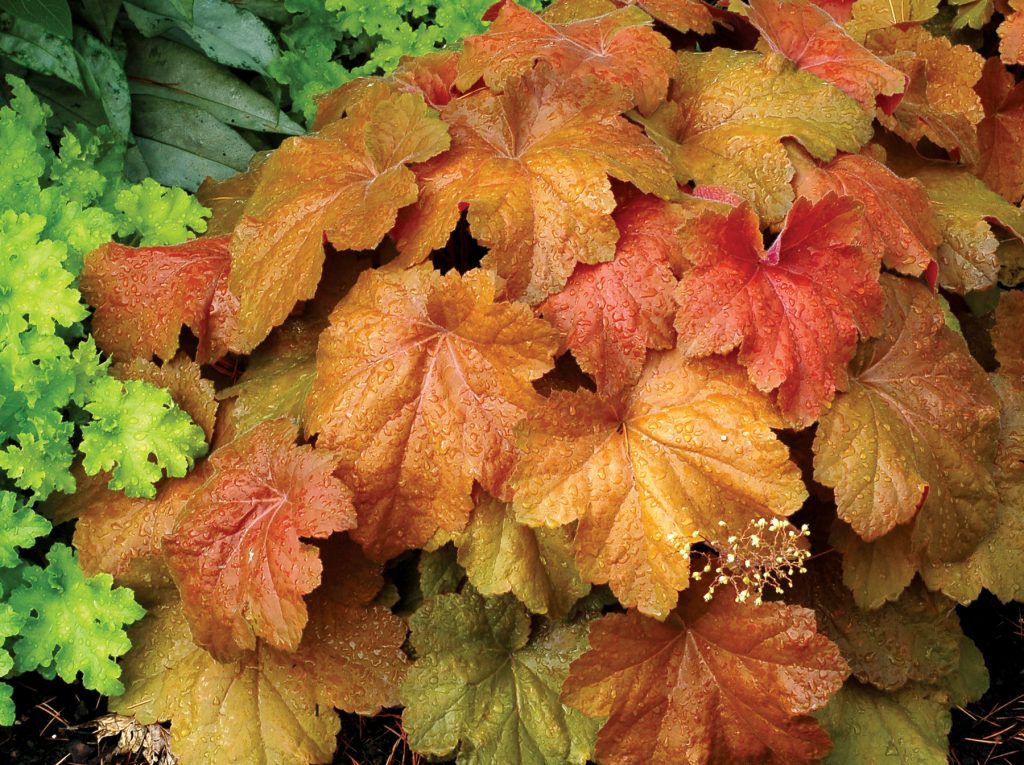 Heuchera_Southern_Comfort_6b
