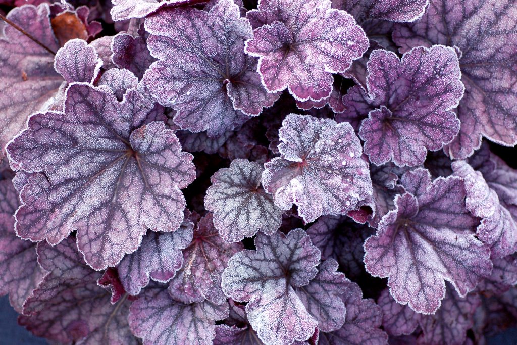 Heuchera_Sugar_Plum_3b