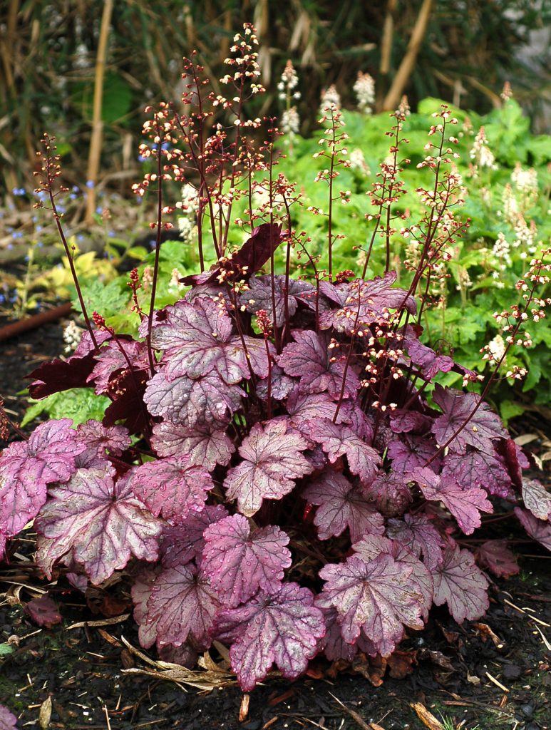 Heuchera_Sugar_Plum_6b