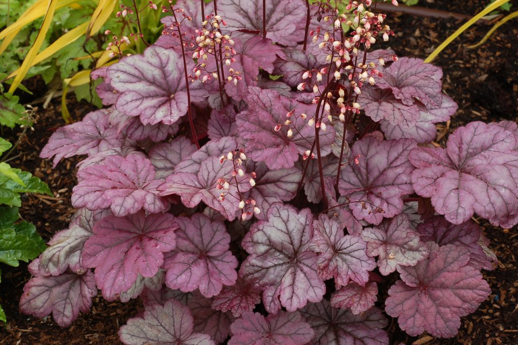 Heuchera_Sugar_Plum_8b