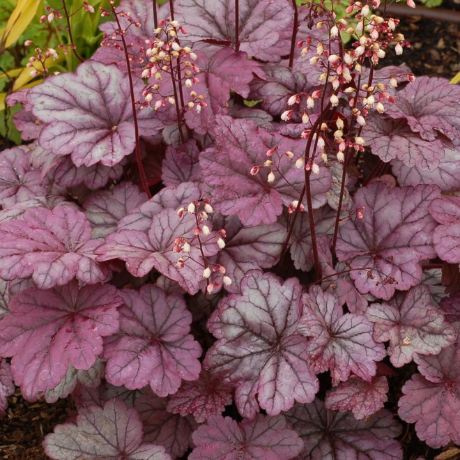 Heuchera_Sugar_Plum_8b