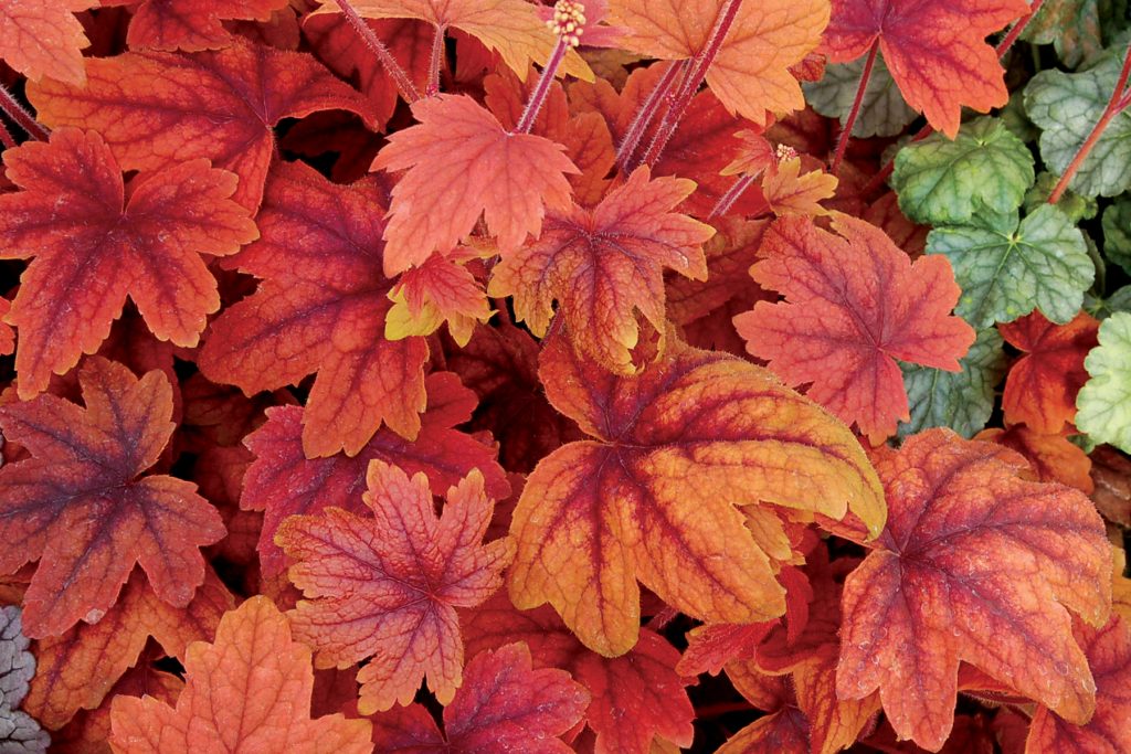 Heucherella_Sweet_Tea_1b