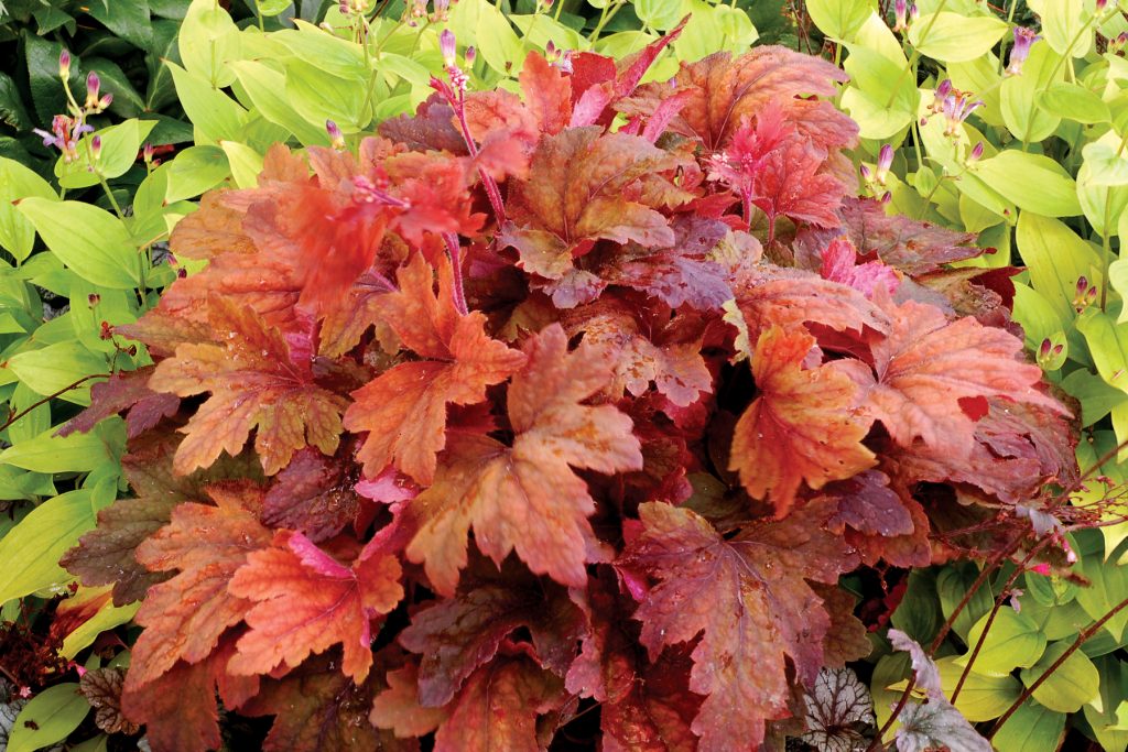 Heucherella_Sweet_Tea_2b