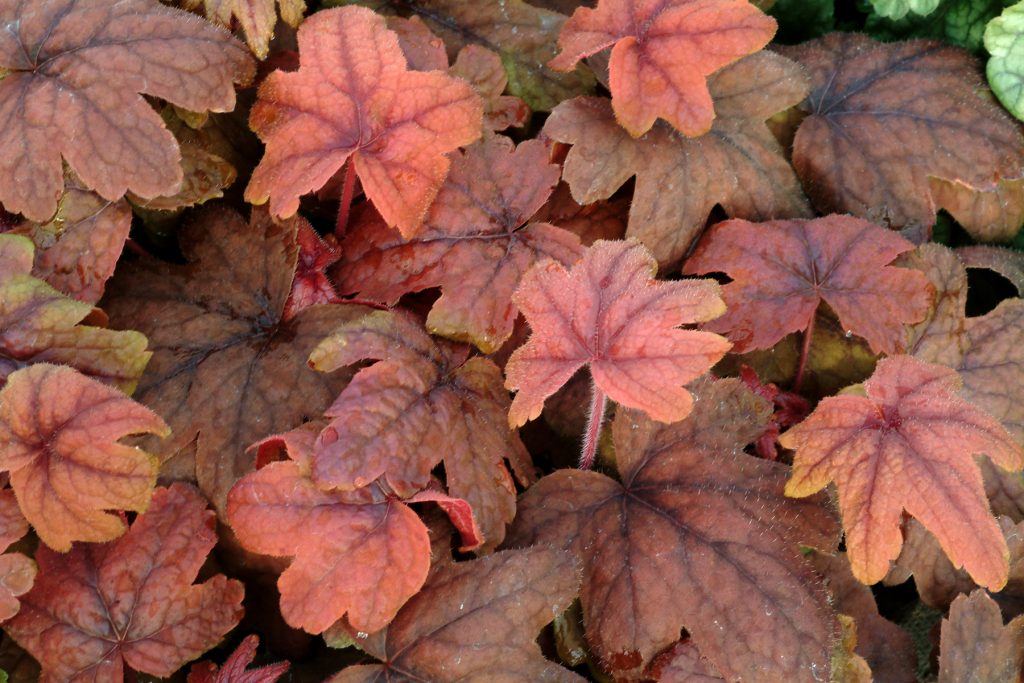 Heucherella_Sweet_Tea_3b