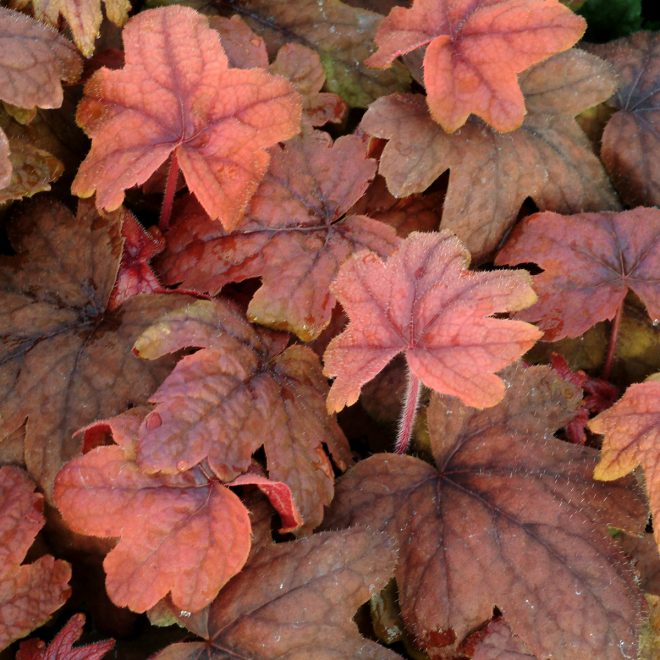 Heucherella_Sweet_Tea_3b Heucherella_Sweet_Tea_3b