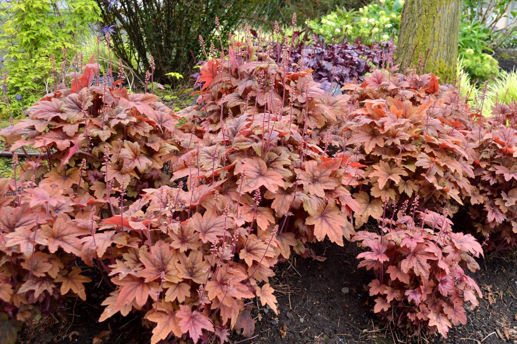 Heucherella_Sweet_Tea_5b