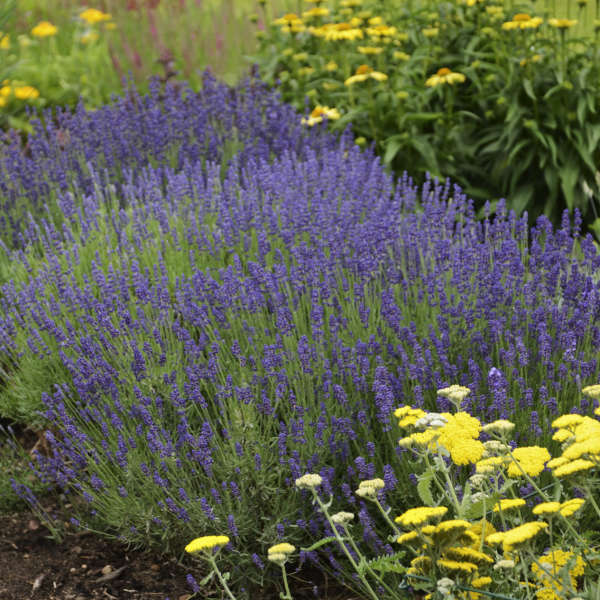 Hidcote 1