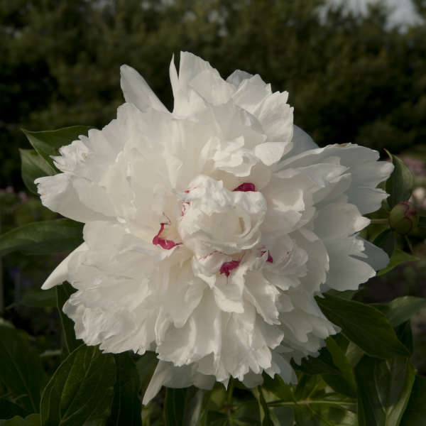 Maxima Peony