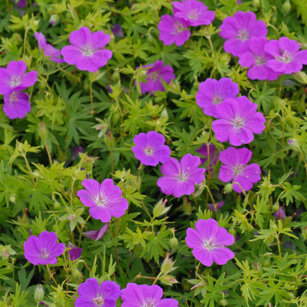 New Hampshire Purple 2 New Hampshire Purple 2