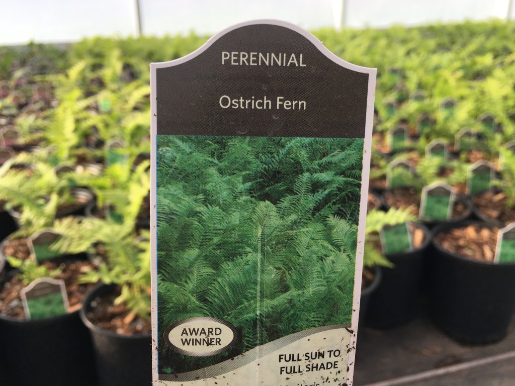 Ostrich Fern2