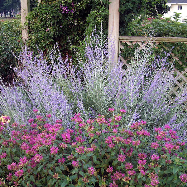 PEROVSKIA atriplicifolia 1 PEROVSKIA atriplicifolia 1