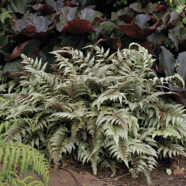 Pictum 1 Pictum 1