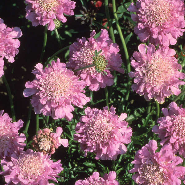 Pink Mist 2 Pink Mist 2
