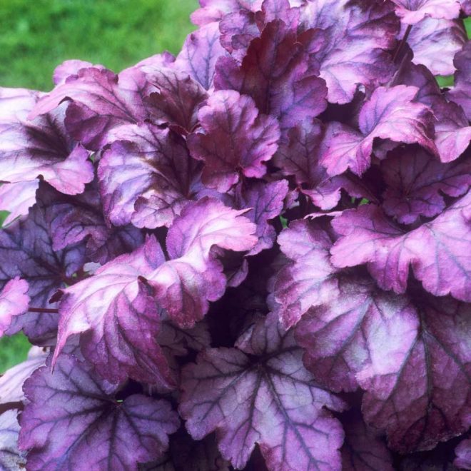 Plum Royale 1 Plum Royale 1