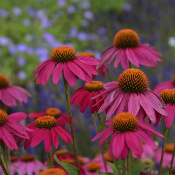 PowWow Wild Berry 3
