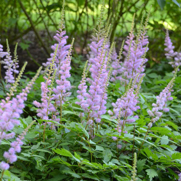 Pumila Astilbe 2