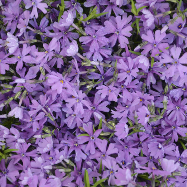 Purple Beauty 3