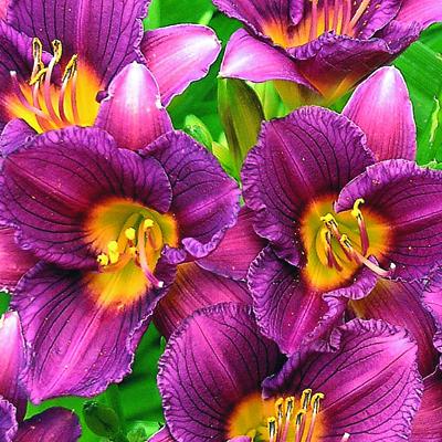 Purple De Oro