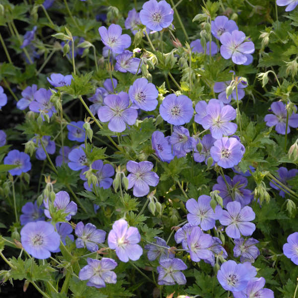 Rozanne - Hardy Geranium, Cranesbill 1