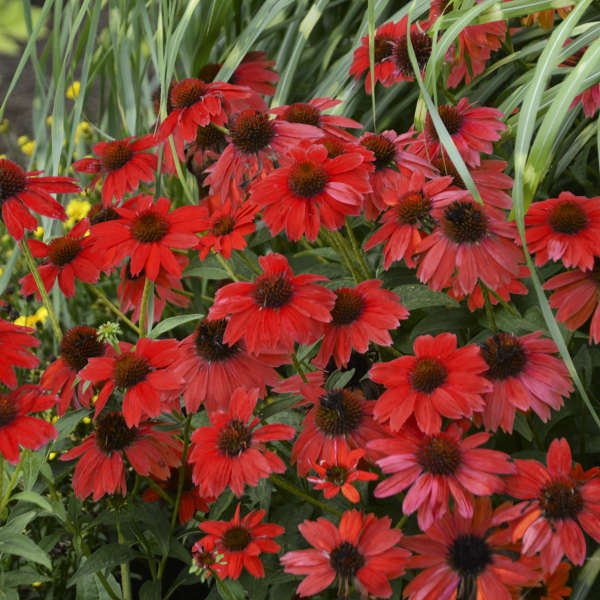 SOMBRERO SALSA RED 2 SOMBRERO SALSA RED 2