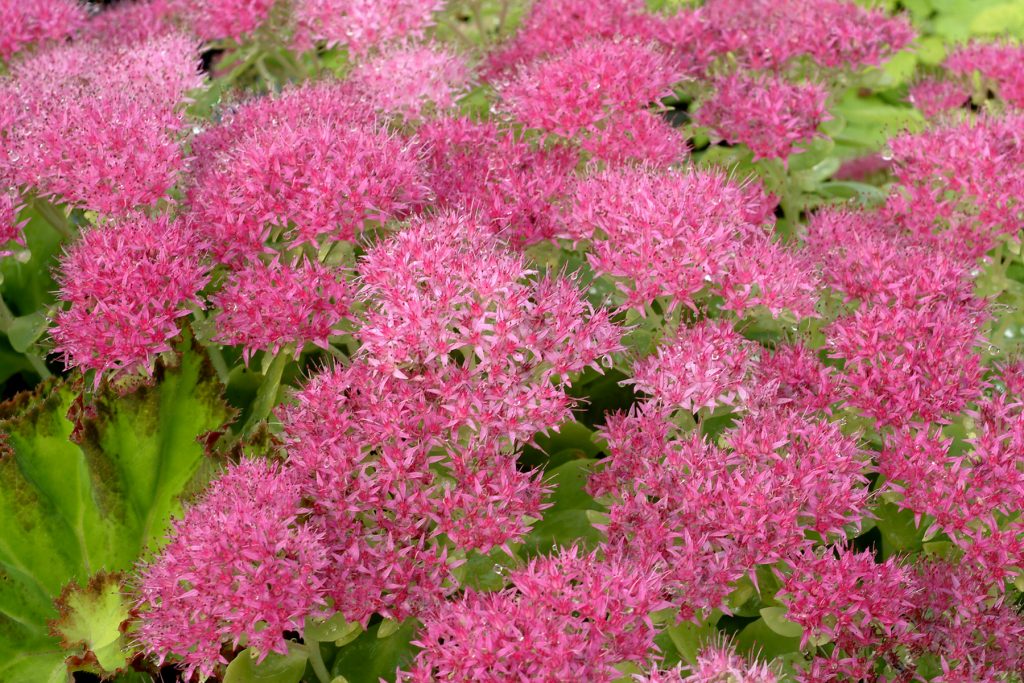 Sedum_Hot_Stuff_1b