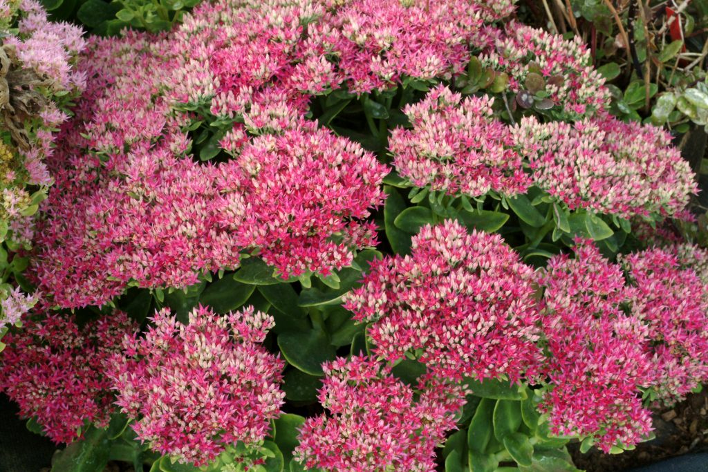 Sedum_Hot_Stuff_2b