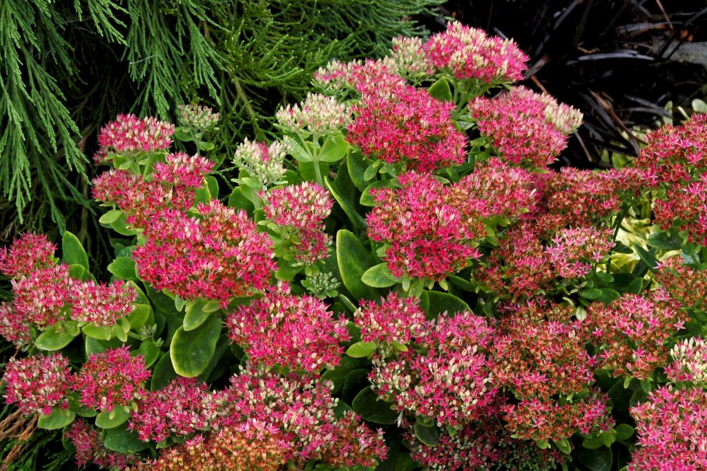 Sedum_Hot_Stuff_3b
