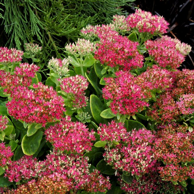 Sedum_Hot_Stuff_3b