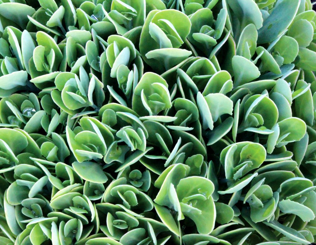 Sedum_Hot_Stuff_8b