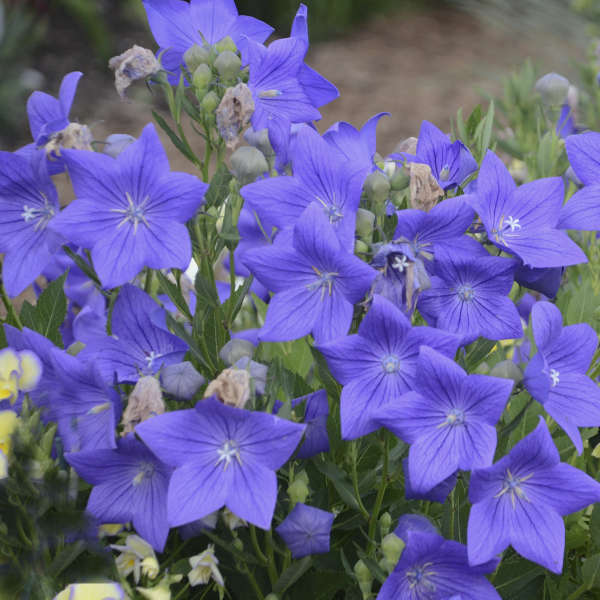 Sentimental Blue 1