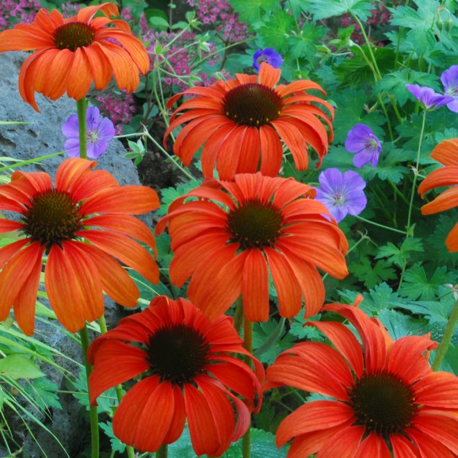 Tangerine Dream 2