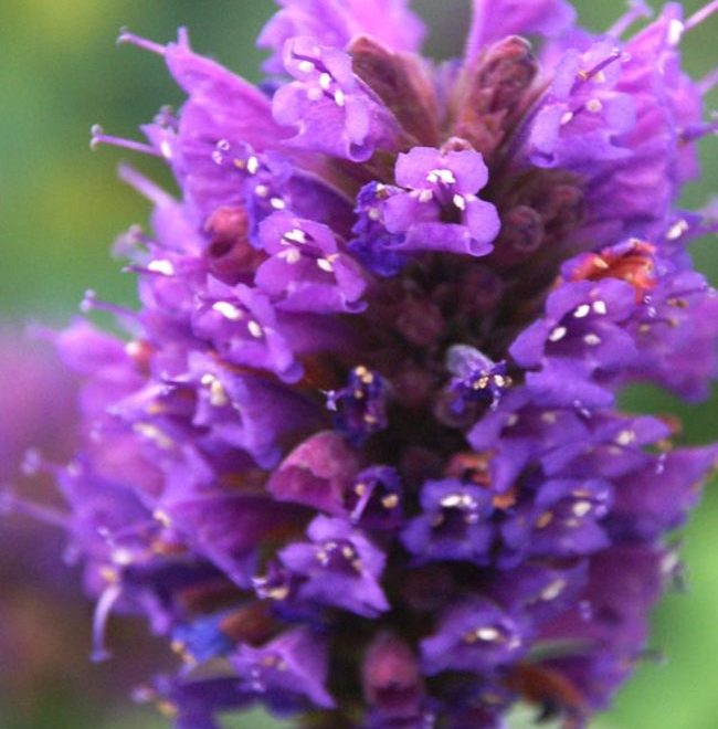 Violet Vision 1